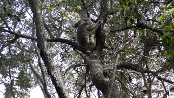 2010/04/19 Koala in Noosa